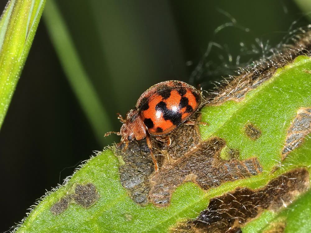 Coccinella senza macchie: S. vigintiquatuorpunctata